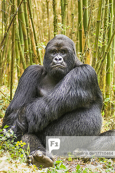 Porträt eines Berggorillas  Gorilla gorilla beringei.