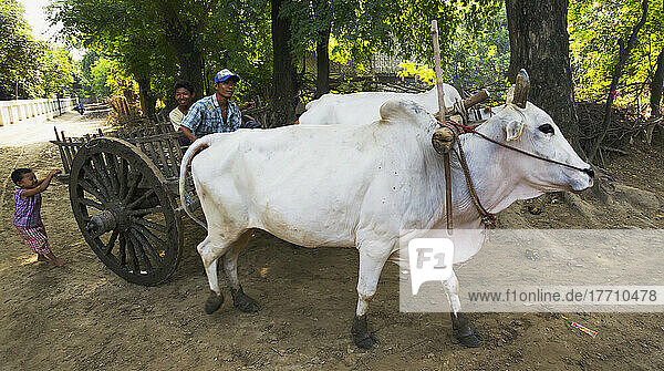 Bullock Cart In Rural Burma; Myanmar