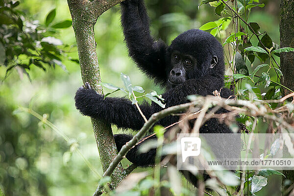 Ein heranwachsender Gorilla klettert auf einen Baum im dichten Gebüsch des undurchdringlichen Waldes; Bwindi Impenetrable National Park  Uganda