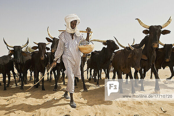 Niger  Peul Bororo Or Woodabe Pastoralist Tendering His Cattle. Tiguidit Escarpment; Sahara Desert