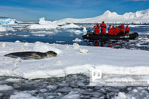 A zodiac holding tourists approaches a leopard seal on ice.