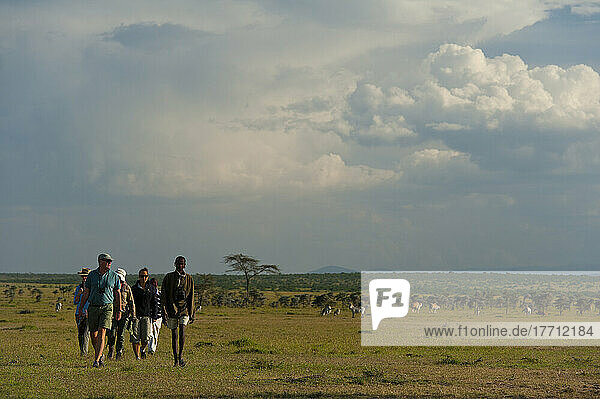 People On Walking Safari With Zebra And Eland In The Background  Ol Pejeta Conservancy; Kenya