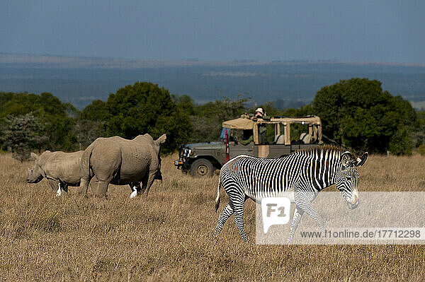 Touristen im Geländewagen beim Betrachten des Südlichen Breitmaulnashorns mit Baby und Grevy's Zebra in einem speziellen Gehege  Ol Pejeta Conservancy; Kenia