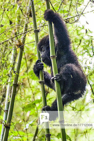 Östliches Gorillakind (Gorilla beringei)  das sich mit beiden Händen und Füßen an einem Bambusbaum (Bambusoideae) im Dschungel festhält; Ruanda  Afrika
