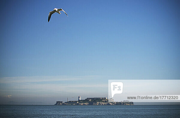 Eine Möwe nimmt Flug über San Francisco Bay mit Alcatraz Insel im Hintergrund; San Francisco  Kalifornien  Vereinigte Staaten von Amerika