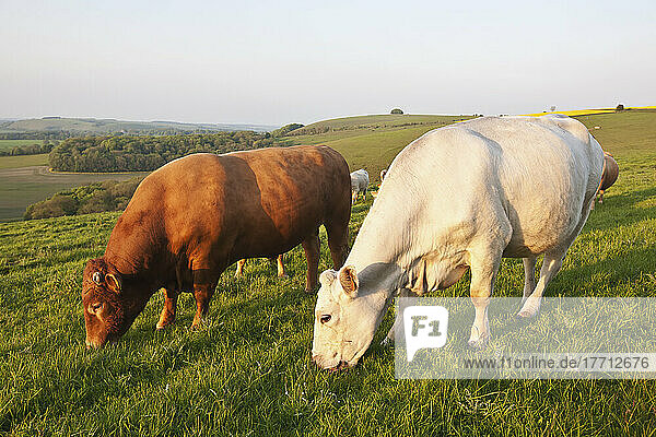 Cows And A Bull In A Field In The Typical English Countryside Of Rolling Hills Near Wingreen Hill  The Highest Point In Dorset; England