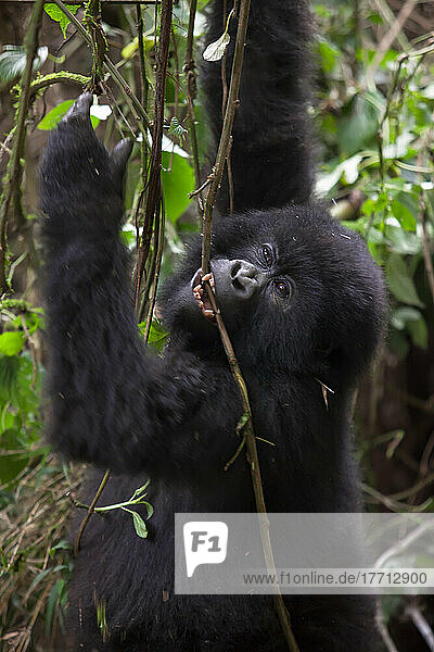 Using its mouth and teeth  a young mountain gorilla  Gorilla gorilla beringei  hangs from a vine in the forest.; Parc des Volcans  Rwanda