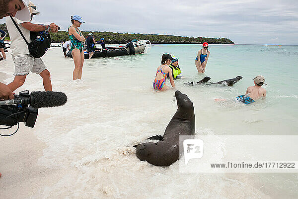 Tourists play among sea lions in the water near a beach.; Pacific Ocean  Galapagos Islands  Ecuador