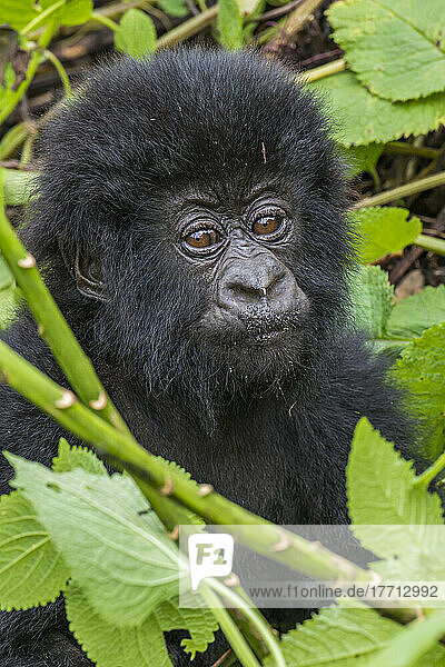 Porträt eines jungen Östlichen Gorillas (Gorilla beringei)  der durch die Blätter im Dschungel hervorschaut; Ruanda  Afrika
