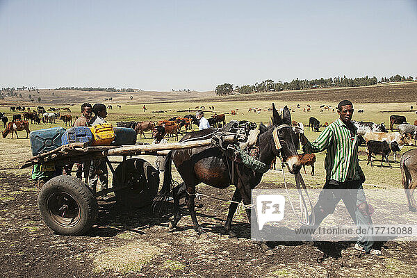 Man With Donkey Cart Collecting Water  Near Gondar; Amhara Region  Ethiopia