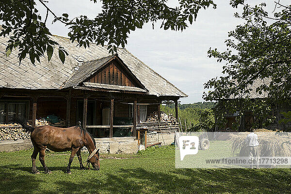 Traditionelles Holzhaus mit Pferd und Bauer  der Heu von einem Wagen ablädt  Dorf Breb; Kreis Maramures  Siebenbürgen  Rumänien