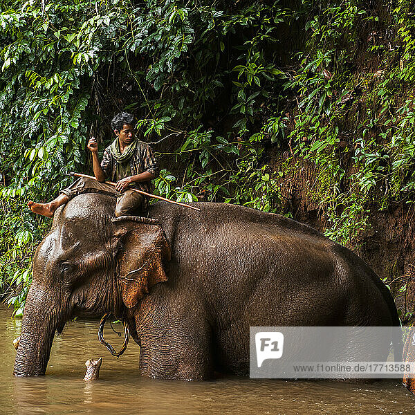 Elephant Handler Perched On Top; Sen Monorom  Mondulkiri  Cambodia