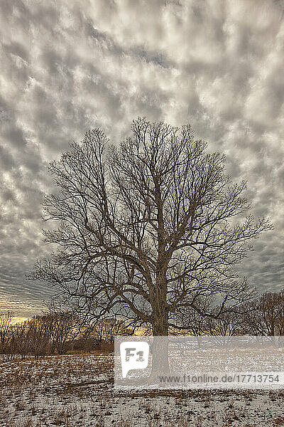 Baum in einem ländlichen Feld nach einem Schneesturm; Ontario Kanada