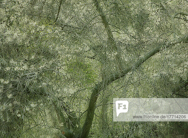 Fv2192  Natürliche Momente Fotografie; Texturierte Naturszene von Frühlingsblüten
