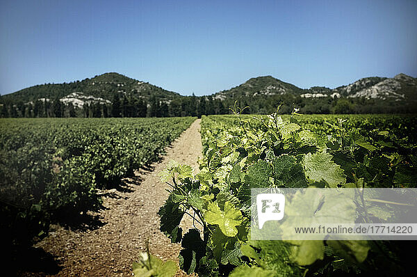 Weinberge mit Bergen im Hintergrund; Les Baux-De-Provence  Frankreich