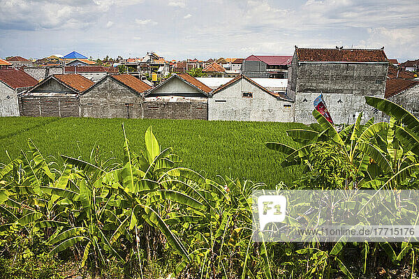 Hinterhof-Reisfelder in der Stadt  Pemogan  Bali  Indonesien