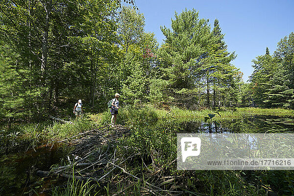 Zwei Frauen wandern durch Wald und Wasser und überqueren einen Biberdamm; Ontario  Kanada