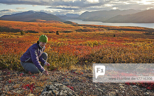 Frau pflückt Beeren auf Mount Mcintyre mit Fish Lake in der Ferne; Whitehorse Yukon Kanada