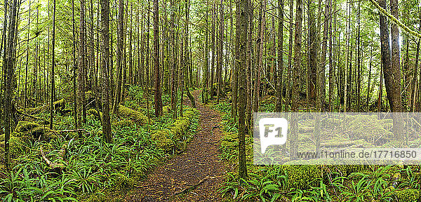Pfad im dichten Sekundärwald im Cape Scott Provincial Park; Vancouver Island  British Columbia  Kanada