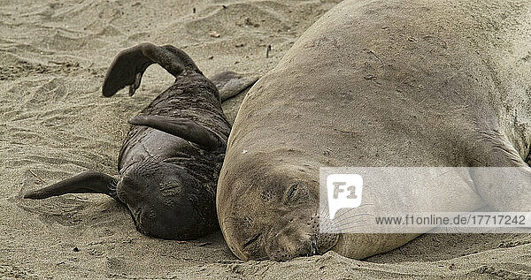 Mother And Newborn Pup Elephant Seal.