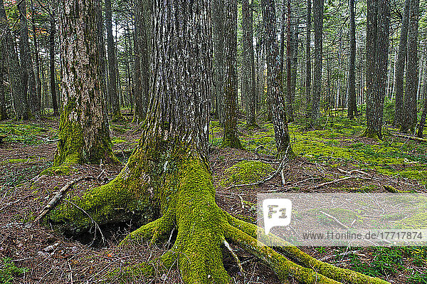 Old Growth Eastern Hemlock (Tsuga Canadensis) Forest In Kejimkujik Np  Nova Scotia  Canada.