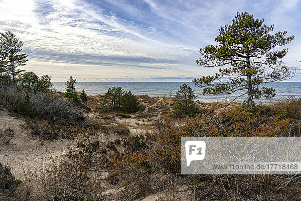 The dunes and trees along the shores of Lake Huron in Ontario; Grand Bend  Ontario  Canada