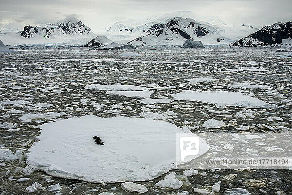 Leopard seal (Hydrurga leptonyx) resting on an ice floe in the Penola Strait  a point far south on the Antarctic Peninsula; Antarctica