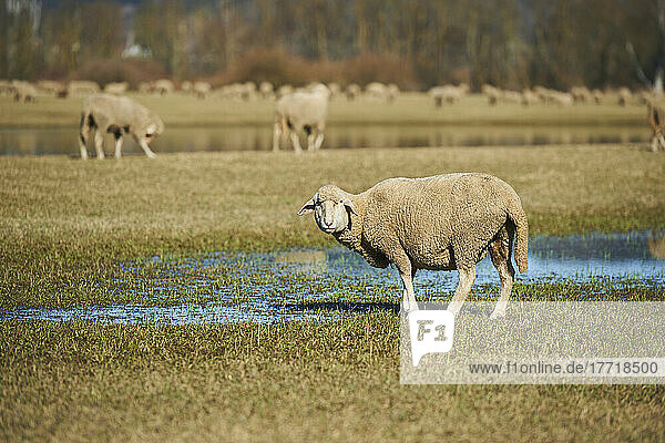 Sheep (Ovis aries) standing next to a puddle looking at the camera with a flock grazing in the background; Upper Palatinate  Bavaria  Germany