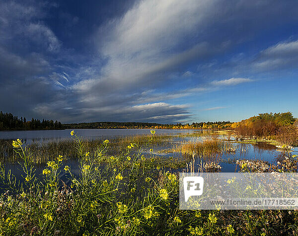 Wildflowers blossoming along a tranquil pond at sunset; 108 Mile House  British Columbia  Canada