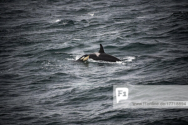 Orca (Orcinus orca) und Kalb vor der Küste Islands im Gebiet Westman; Heimaey  Island