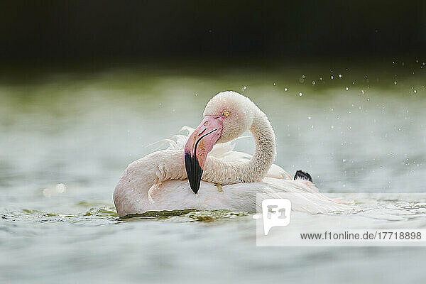 Greater Flamingo (Phoenicopterus roseus) on the water  Parc Naturel Regional de Camargue; Camargue  France
