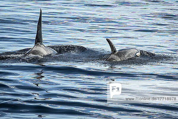 Orcas (Orcinus orca) vor der Küste Islands im Westman-Gebiet; Heimaey  Island