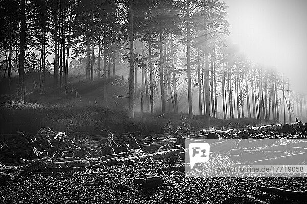 Black and white image of morning sun rays through the morning fog in the Olympic National Park on the Washington Coast; Kalaloch  Washington  United States of America