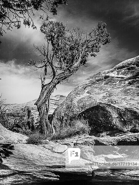 Black and white image of a twisted and gnarled Juniper tree in Canyonlands National Park; Moab  Utah  United States of America