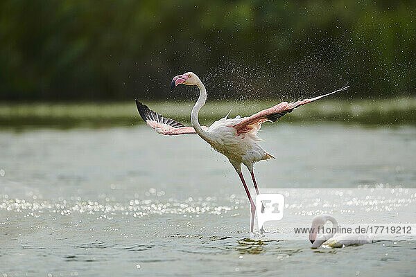 Großer Flamingo (Phoenicopterus roseus) im Flug aus dem Wasser  Parc Naturel Regional de Camargue; Frankreich