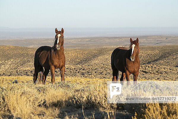 Wildpferde (Equus ferus caballus) entlang der Pilot Butte Wild Horse Scenic Tour; Wyoming  Vereinigte Staaten von Amerika
