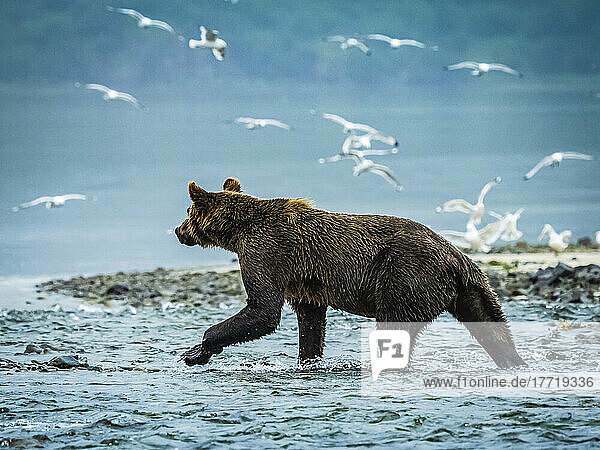 Coastal Brown Bear (Ursus arctos horribilis) walking in the water fishing for salmon in Geographic Harbor with a flock of seagulls flying in the background; Katmai National Park and Preserve  Alaska  United States of America