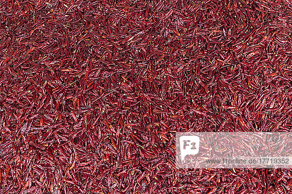 Rote Chilischoten (Capsicum) zum Verkauf auf dem Markt von Chengdu; Sichuan  China