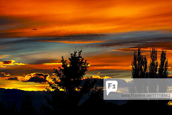 Dramatischer bunter Himmel bei Sonnenuntergang mit silhouettierten Bäumen im Vordergrund; Calgary  Alberta  Kanada