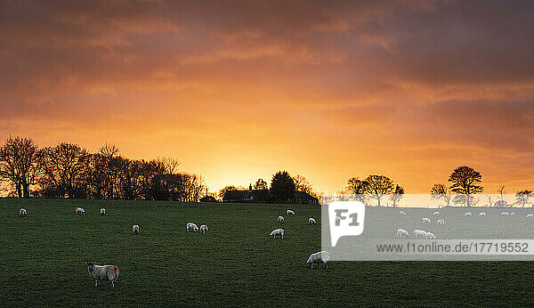 Schafe (Ovis aries) grasen auf einem Feld  während die Sonne an einem schönen Abend hinter dem Hof untergeht; Northumberland  England