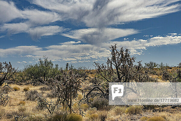 Clouds with trails of precipitation or rainstreaks below the clouds is known as Virga over the dry Arizona landscape and Cholla Cactus. The moisture evaporates before it makes it to the ground; Safford  Arizona  United States of America