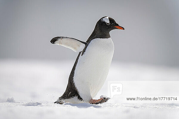 Gentoo penguin (Pygoscelis papua) waddles across snow raising foot; Antarctica