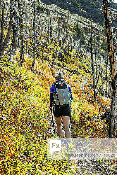 Female hiker along a rocky mountain slope pathway with colourful undergrowth and burned trees  Waterton Lakes National Park; Waterton  Alberta  Canada