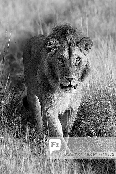 Portrait of a lion  (Panthera leo) walking towards the camera along a grassy track in Klein's Camp; Serengeti  Tanzania