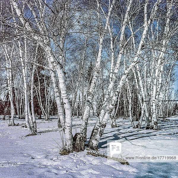 Stands of birch trees in snow  Hecla-Grindstone Provincial Park; Manitoba  Canada