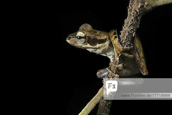 Frog on a branch in Gunung Mulu National Park; Sarawak  Borneo  Malaysia