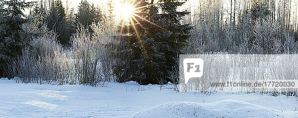 Sunburst in a frosty winter landscape; Smithers  British Columbia  Canada