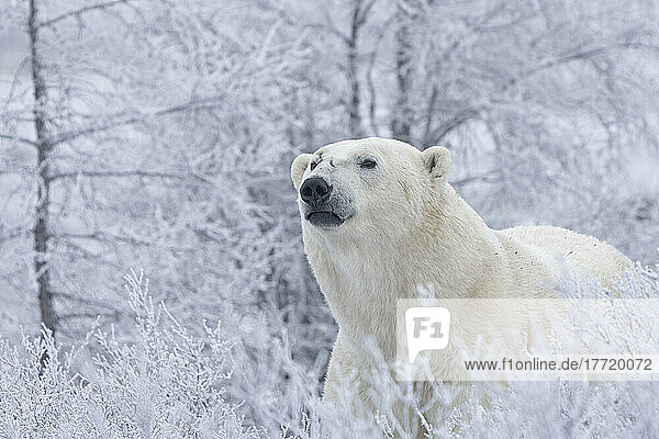 Polar bear (Ursus maritimus) in the wild looking out  near Churchill  Manitoba; Churchill  Manitoba  Canada