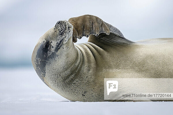 Close-up of Crabeater seal (Lobodon carcinophaga) stroking its chin; Antarctica