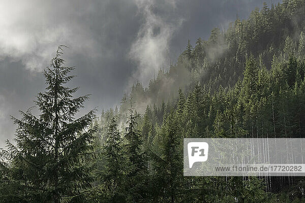 Clouds float over the temperate rainforest on the mountainsides of Vancouver Island; Alberni-Clayoquot Regional District  British Columbia  Canada